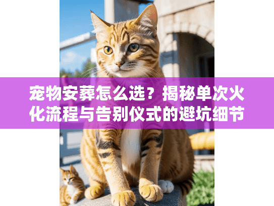 宠物安葬怎么选？揭秘单次火化流程与告别仪式的避坑细节