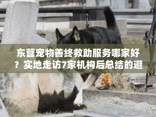 东营宠物善终救助服务哪家好？实地走访7家机构后总结的避坑指南