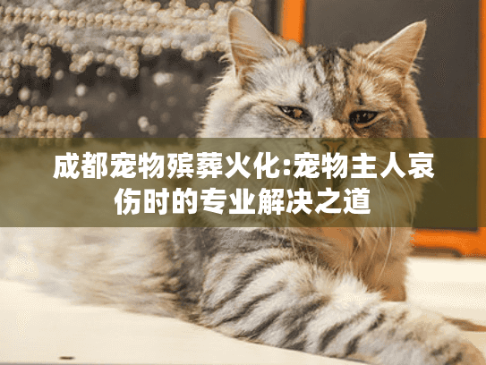成都宠物殡葬火化:宠物主人哀伤时的专业解决之道