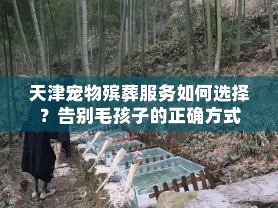 天津宠物殡葬服务如何选择?告别毛孩子的正确方式 天津宠物殡葬服务如何选择?告别毛孩子的正确方式