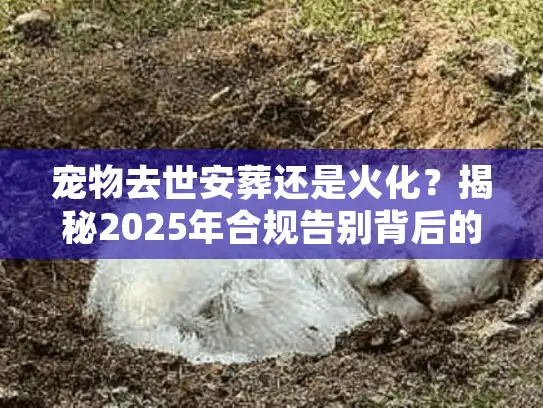 宠物去世安葬还是火化？揭秘2025年合规告别背后的隐情与真相