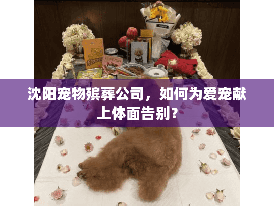沈阳宠物殡葬公司，如何为爱宠献上体面告别？