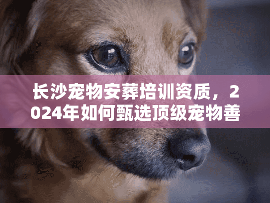 长沙宠物安葬培训资质，2024年如何甄选顶级宠物善终服务