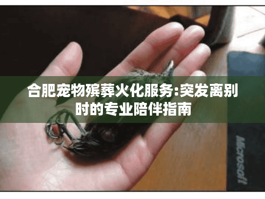 合肥宠物殡葬火化服务:突发离别时的专业陪伴指南