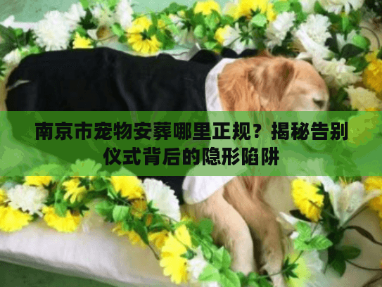 南京市宠物安葬哪里正规？揭秘告别仪式背后的隐形陷阱