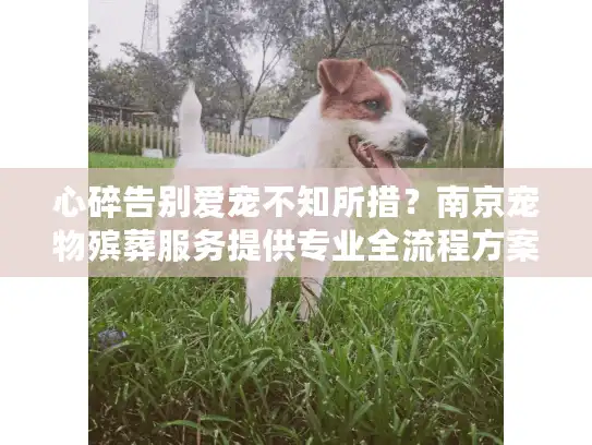 心碎告别爱宠不知所措?南京宠物殡葬服务提供专业全流程方案 心碎告别爱宠不知所措?南京宠物殡葬服务提供专业全流程方案
