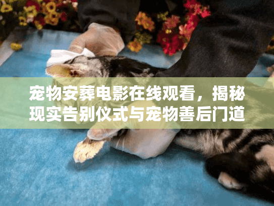 宠物安葬电影在线观看，揭秘现实告别仪式与宠物善后门道