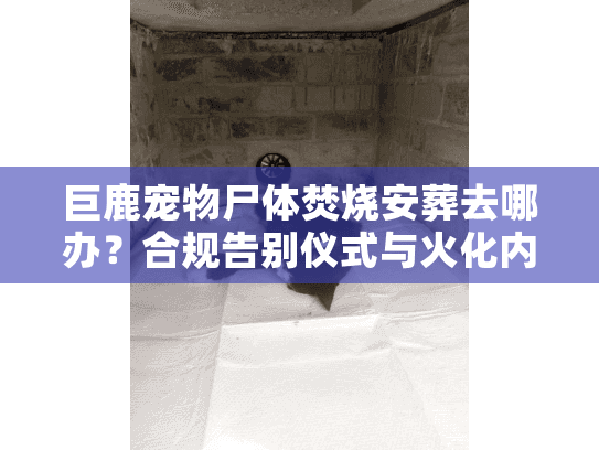 巨鹿宠物尸体焚烧安葬去哪办？合规告别仪式与火化内幕