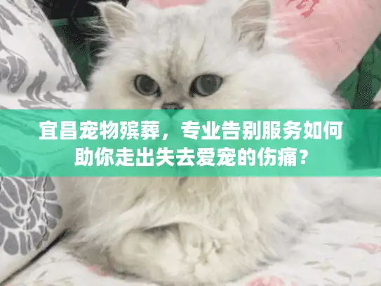 宜昌宠物殡葬，专业告别服务如何助你走出失去爱宠的伤痛？