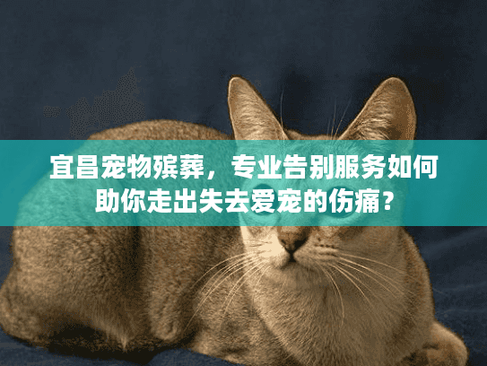 宜昌宠物殡葬，专业告别服务如何助你走出失去爱宠的伤痛？