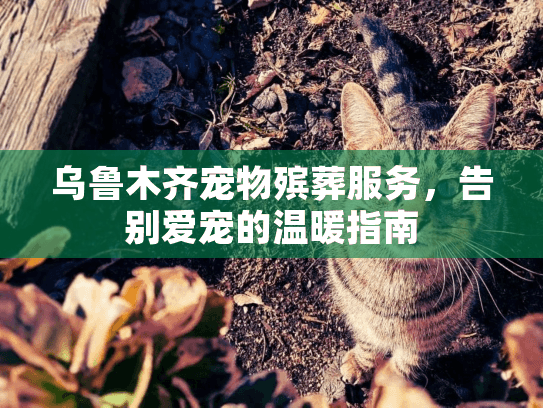 乌鲁木齐宠物殡葬服务，告别爱宠的温暖指南