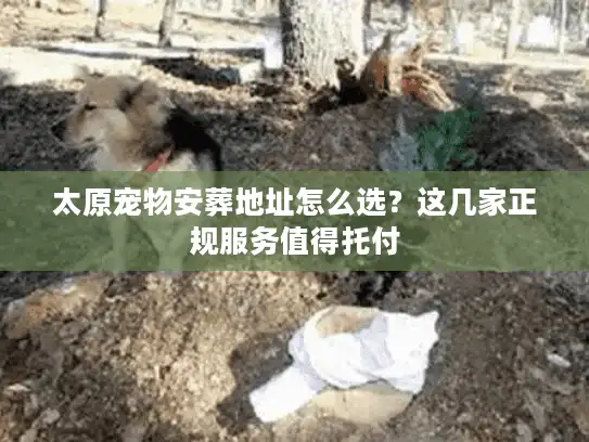 太原宠物安葬地址怎么选？这几家正规服务值得托付
