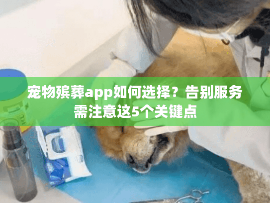 宠物殡葬app如何选择？告别服务需注意这5个关键点