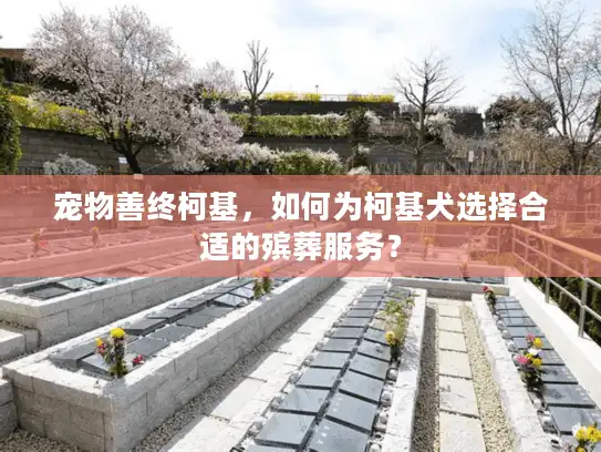 宠物善终柯基，如何为柯基犬选择合适的殡葬服务？