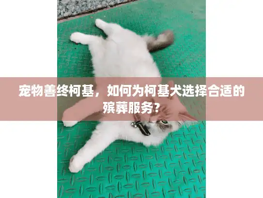 宠物善终柯基，如何为柯基犬选择合适的殡葬服务？