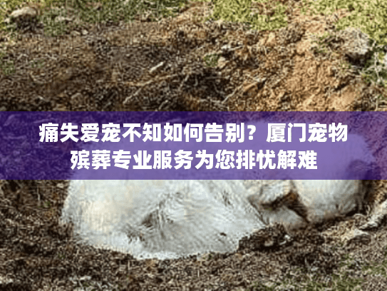 痛失爱宠不知如何告别？厦门宠物殡葬专业服务为您排忧解难