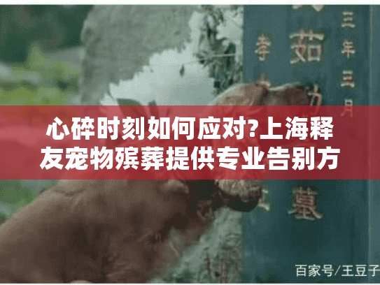 心碎时刻如何应对?上海释友宠物殡葬提供专业告别方案 心碎时刻如何应对?上海释友宠物殡葬提供专业告别方案