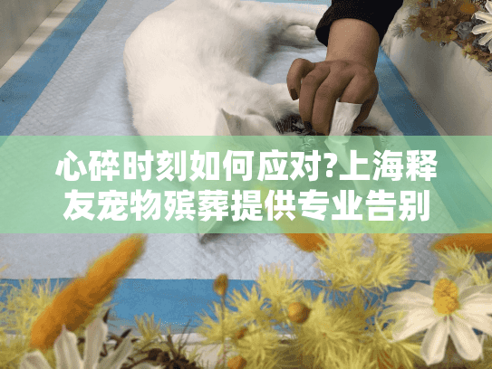 心碎时刻如何应对?上海释友宠物殡葬提供专业告别方案 心碎时刻如何应对?上海释友宠物殡葬提供专业告别方案