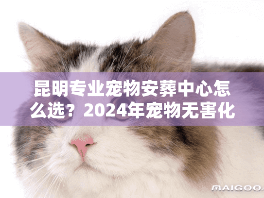 昆明专业宠物安葬中心怎么选？2024年宠物无害化处理避坑实录