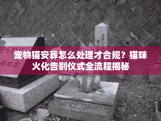 宠物猫安葬怎么处理才合规？猫咪火化告别仪式全流程揭秘