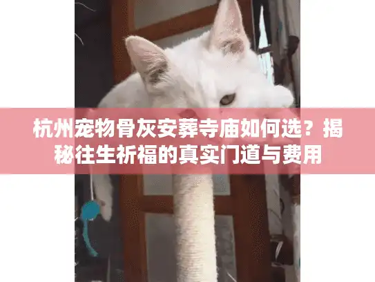 杭州宠物骨灰安葬寺庙如何选？揭秘往生祈福的真实门道与费用