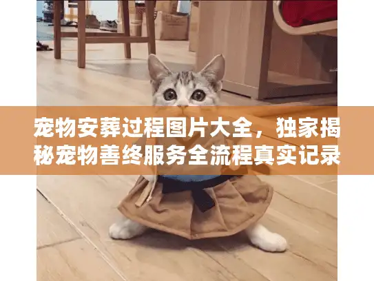 宠物安葬过程图片大全,独家揭秘宠物善终服务全流程真实记录 宠物安葬过程图片大全,独家揭秘宠物善终服务全流程真实记录