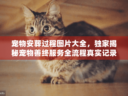 宠物安葬过程图片大全,独家揭秘宠物善终服务全流程真实记录 宠物安葬过程图片大全,独家揭秘宠物善终服务全流程真实记录