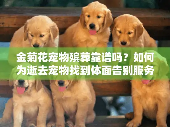 金菊花宠物殡葬靠谱吗？如何为逝去宠物找到体面告别服务