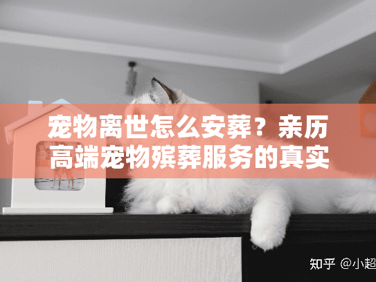宠物离世怎么安葬？亲历高端宠物殡葬服务的真实感受