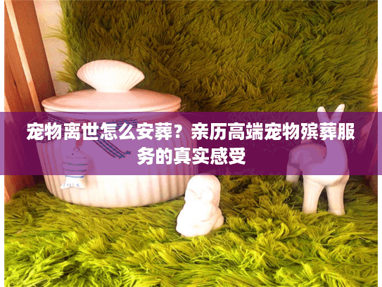 宠物离世怎么安葬？亲历高端宠物殡葬服务的真实感受