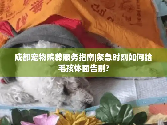 成都宠物殡葬服务指南|紧急时刻如何给毛孩体面告别? 成都宠物殡葬服务指南|紧急时刻如何给毛孩体面告别?