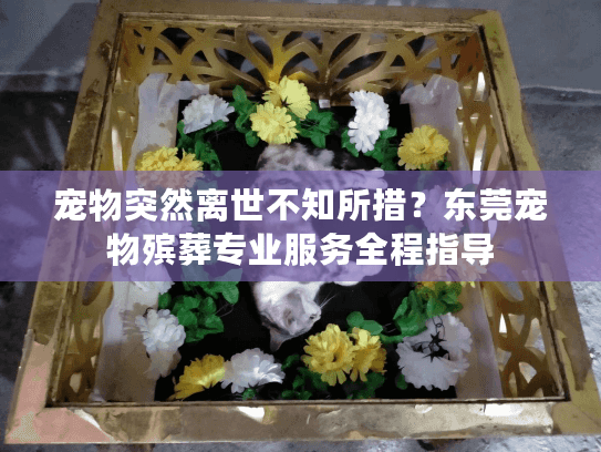 宠物突然离世不知所措？东莞宠物殡葬专业服务全程指导