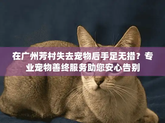 在广州芳村失去宠物后手足无措？专业宠物善终服务助您安心告别