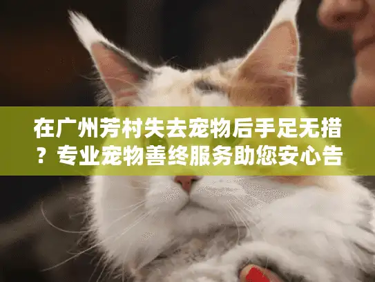 在广州芳村失去宠物后手足无措？专业宠物善终服务助您安心告别