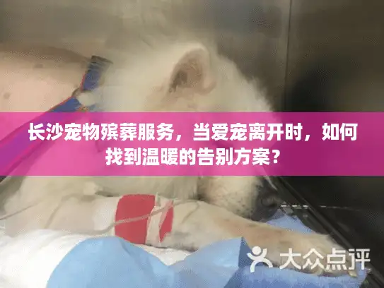 长沙宠物殡葬服务，当爱宠离开时，如何找到温暖的告别方案？