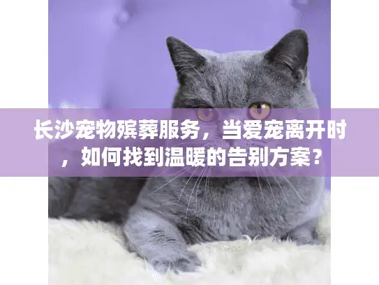 长沙宠物殡葬服务，当爱宠离开时，如何找到温暖的告别方案？