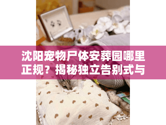 沈阳宠物尸体安葬园哪里正规？揭秘独立告别式与安葬流程