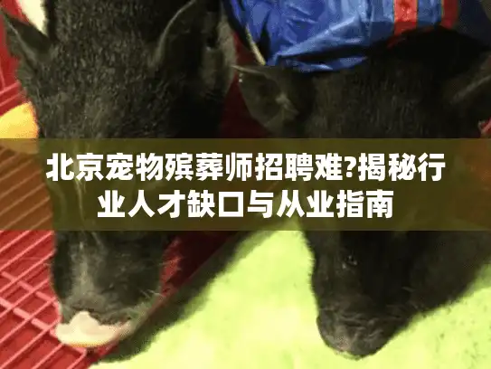 北京宠物殡葬师招聘难?揭秘行业人才缺口与从业指南