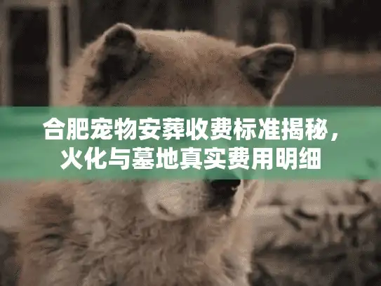 合肥宠物安葬收费标准揭秘,火化与墓地真实费用明细 合肥宠物安葬收费标准揭秘,火化与墓地真实费用明细