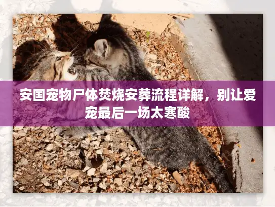 安国宠物尸体焚烧安葬流程详解，别让爱宠最后一场太寒酸
