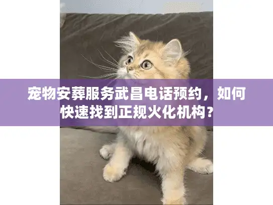 宠物安葬服务武昌电话预约,如何快速找到正规火化机构? 宠物安葬服务武昌电话预约,如何快速找到正规火化机构?