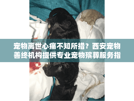 宠物离世心痛不知所措？西安宠物善终机构提供专业宠物殡葬服务指南