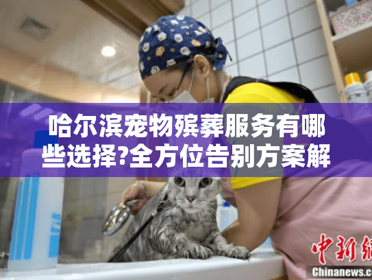 哈尔滨宠物殡葬服务有哪些选择?全方位告别方案解析