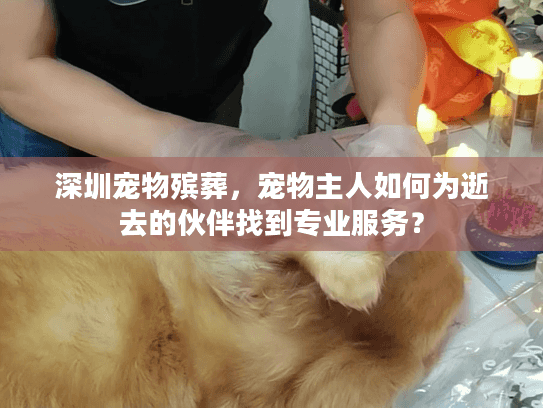 深圳宠物殡葬，宠物主人如何为逝去的伙伴找到专业服务？