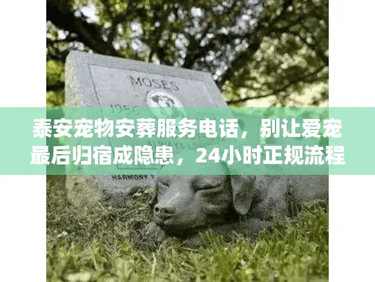 泰安宠物安葬服务电话，别让爱宠最后归宿成隐患，24小时正规流程揭秘