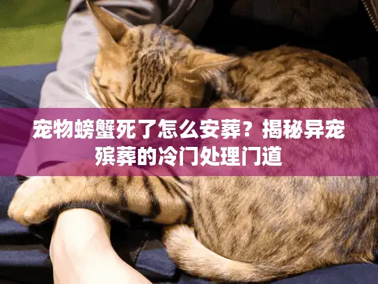 宠物螃蟹死了怎么安葬？揭秘异宠殡葬的冷门处理门道