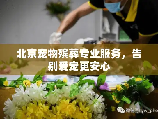 北京宠物殡葬专业服务,告别爱宠更安心 北京宠物殡葬专业服务,告别爱宠更安心