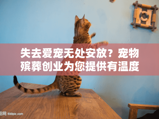 失去爱宠无处安放？宠物殡葬创业为您提供有温度的告别方案