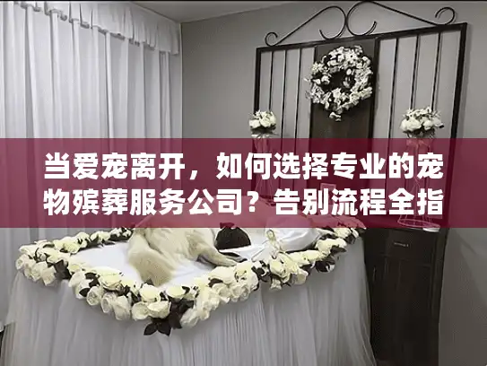 当爱宠离开,如何选择专业的宠物殡葬服务公司?告别流程全指南 当爱宠离开,如何选择专业的宠物殡葬服务公司?告别流程全指南