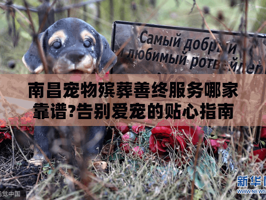 南昌宠物殡葬善终服务哪家靠谱?告别爱宠的贴心指南